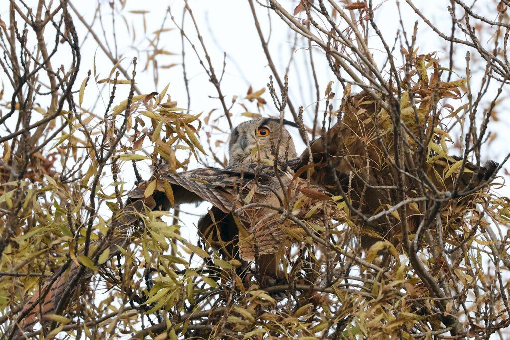 Чотирьох пугачів випустили в дику природу на Одещині