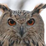 Четырех филинов выпустили в дикую природу в Одесской области