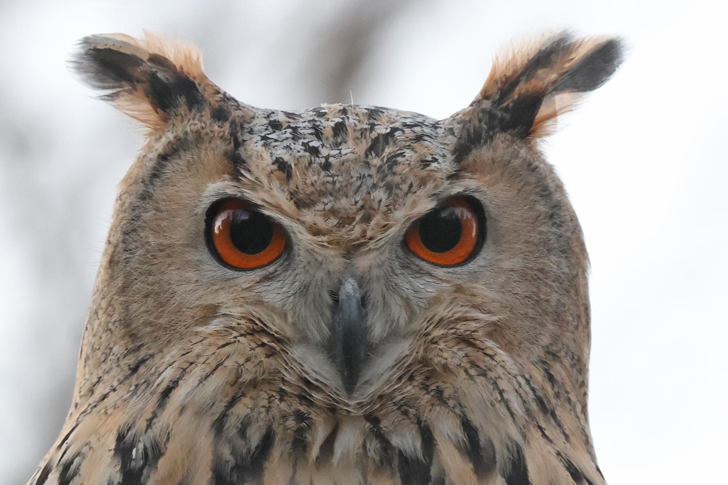 Чотирьох пугачів випустили в дику природу на Одещині