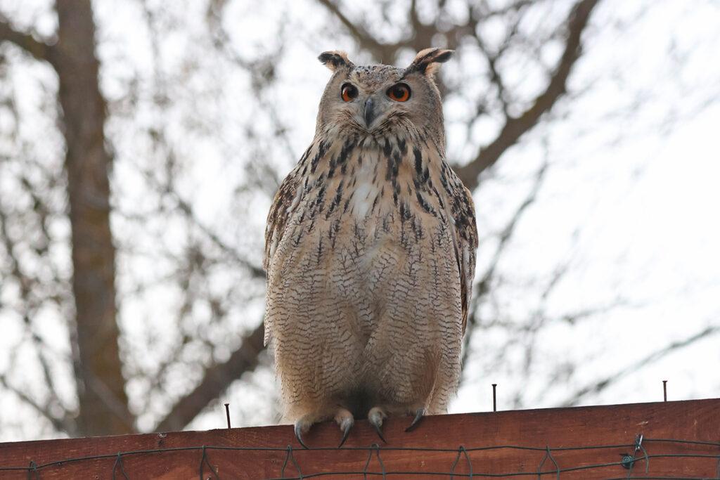 Чотирьох пугачів випустили в дику природу на Одещині