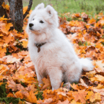 Немного похолодает: какой будет погода в Одессе и области 4 ноября