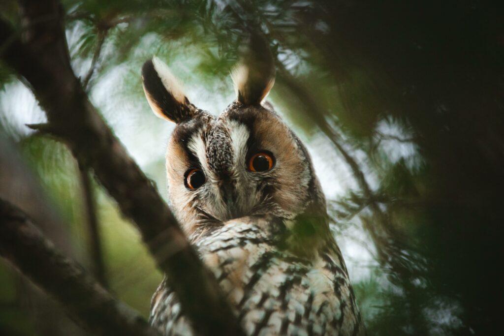 Рідкісний вухатий птах потрапив в об’єктив камери на Одещині Рідкісний вухатий птах потрапив в об’єктив камери на Одещині