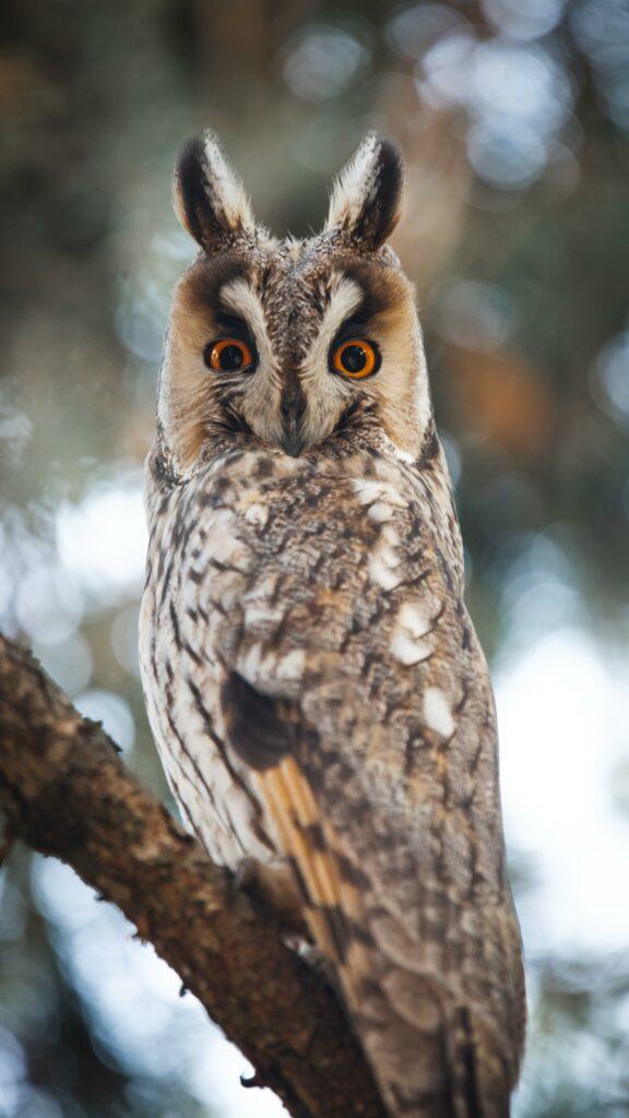 Рідкісний вухатий птах потрапив в об’єктив камери на Одещині Рідкісний вухатий птах потрапив в об’єктив камери на Одещині