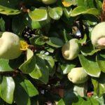 Удивительные цветы появились на 150-летнем фикусе в оранжерее Одесского ботсада