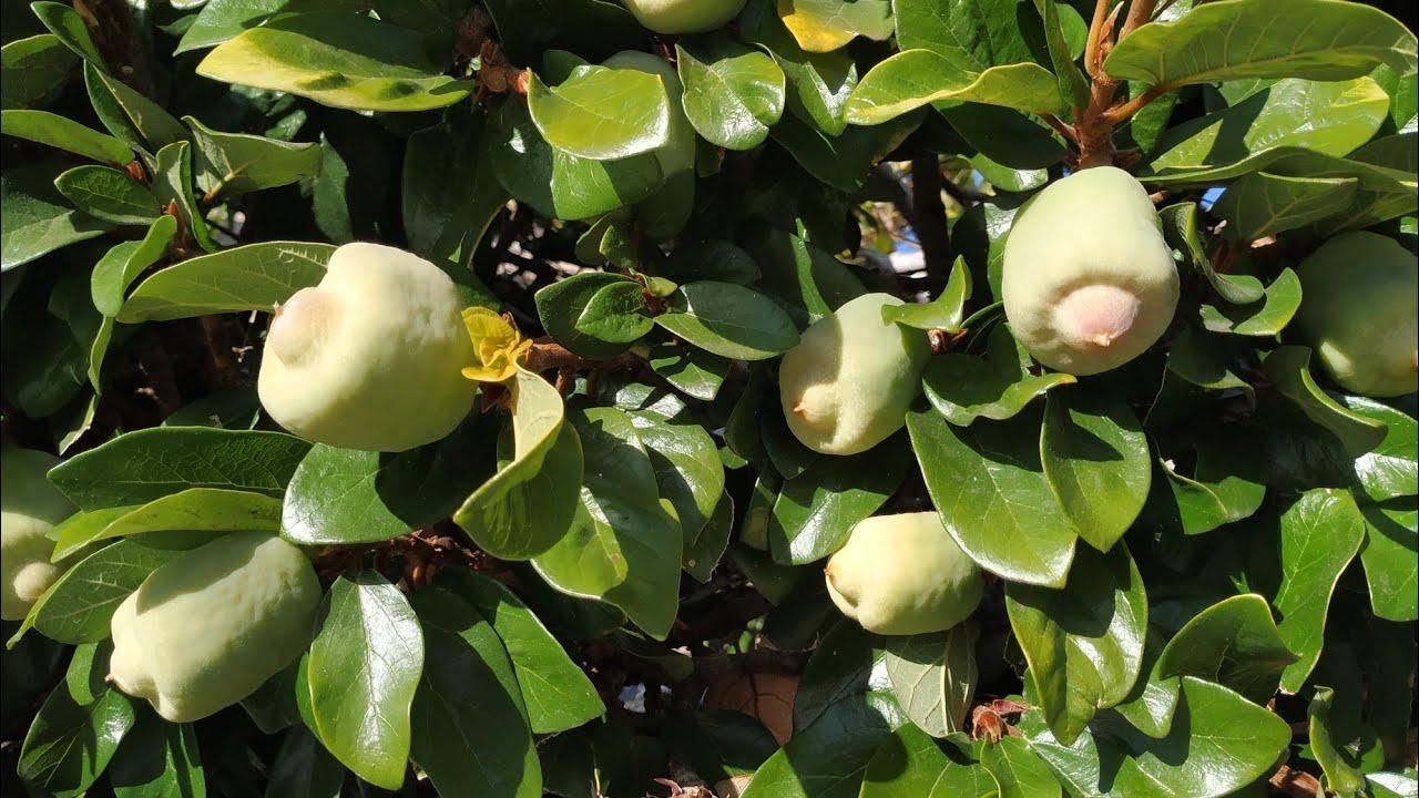 Удивительные цветы появились на 150-летнем фикусе в оранжерее Одесского ботсада