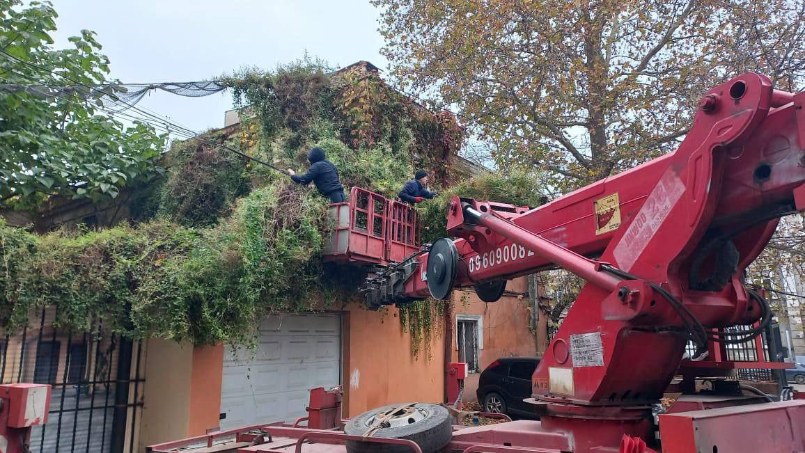 Дикий виноград мог оставить одесситов без электричества