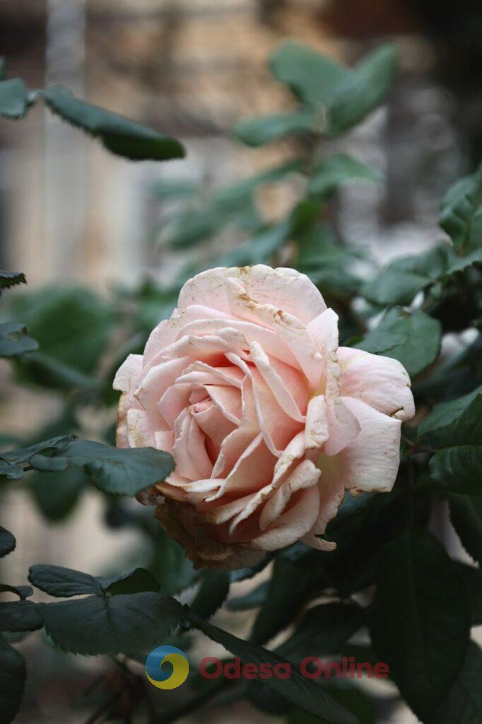 Пізня осінь в Одесі огортає дворики листям і дощем (фоторепортаж)