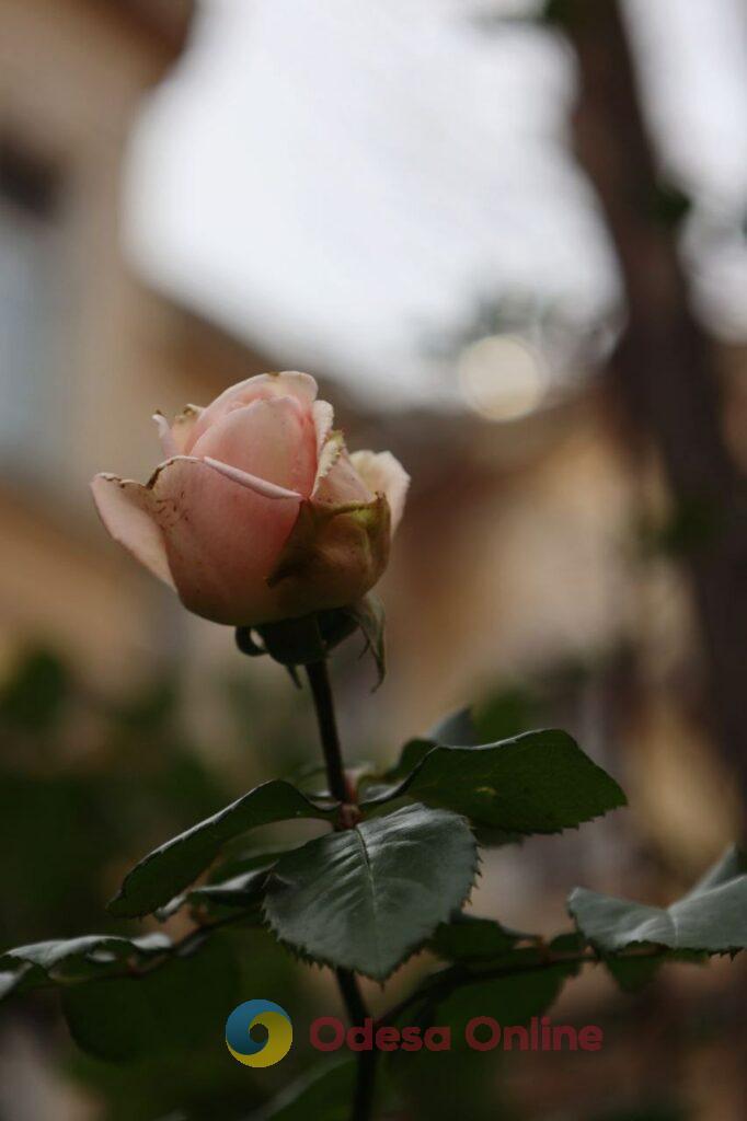 Пізня осінь в Одесі огортає дворики листям і дощем (фоторепортаж)