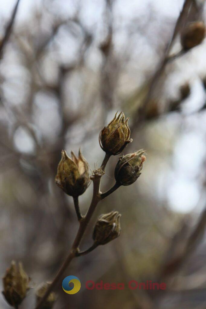 Пізня осінь в Одесі огортає дворики листям і дощем (фоторепортаж)