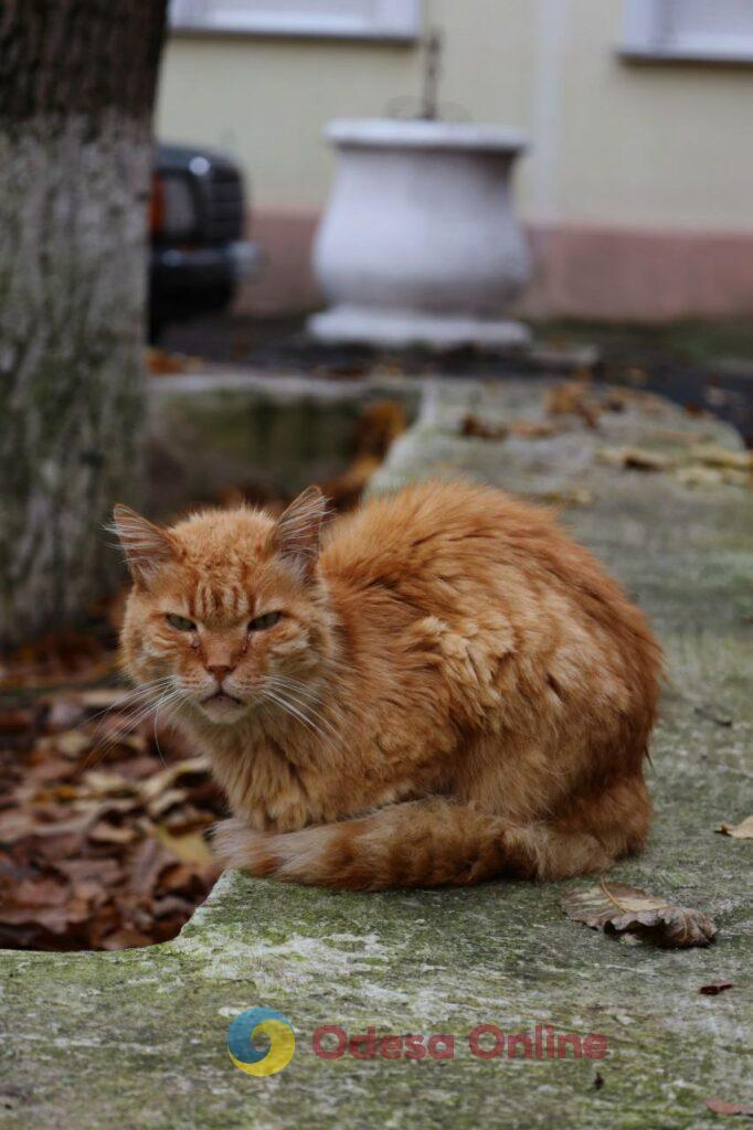 Пізня осінь в Одесі огортає дворики листям і дощем (фоторепортаж)