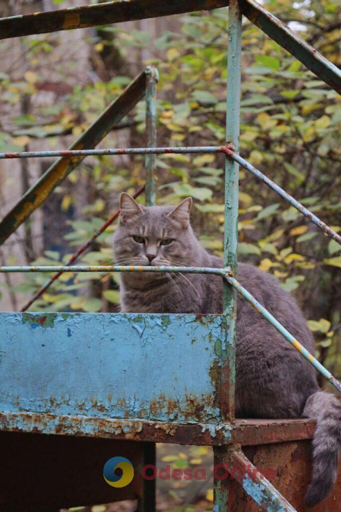 Пізня осінь в Одесі огортає дворики листям і дощем (фоторепортаж)