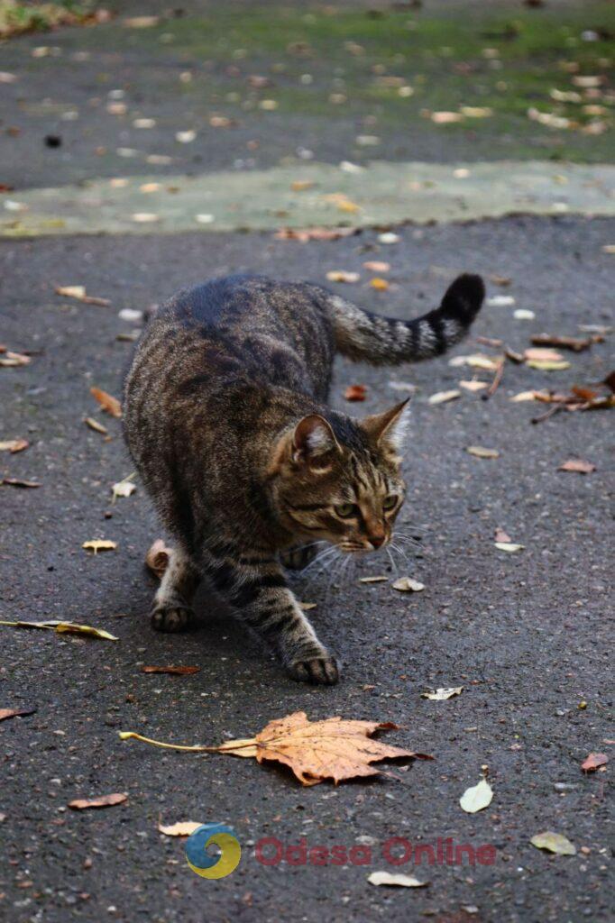 Пізня осінь в Одесі огортає дворики листям і дощем (фоторепортаж)