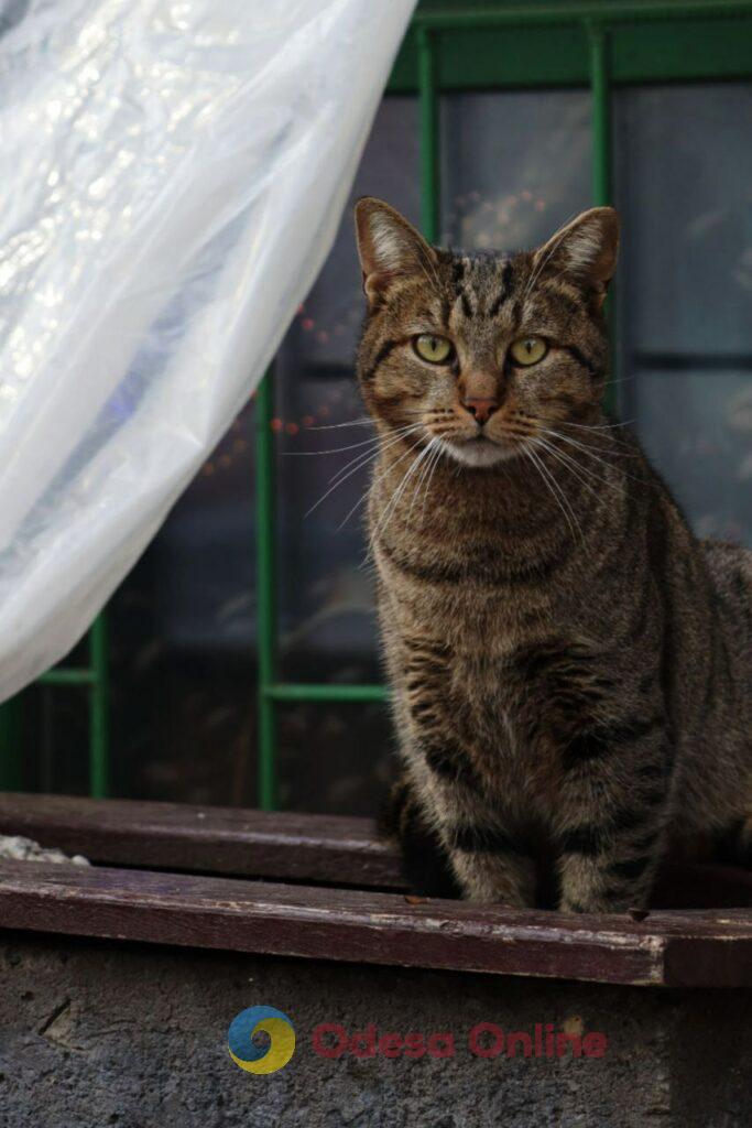 Пізня осінь в Одесі огортає дворики листям і дощем (фоторепортаж)