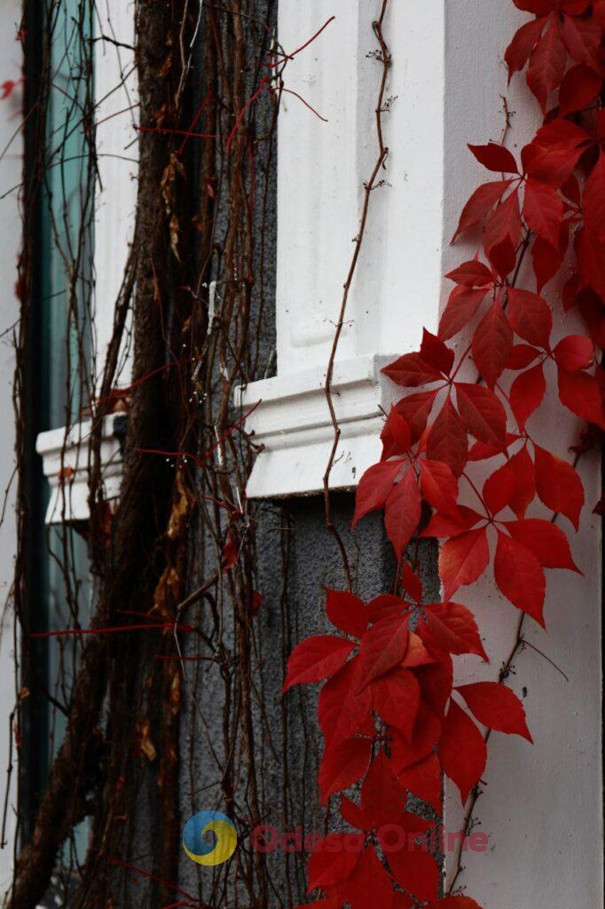 Пізня осінь в Одесі огортає дворики листям і дощем (фоторепортаж)