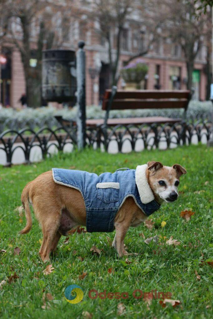 Пізня осінь в Одесі огортає дворики листям і дощем (фоторепортаж)