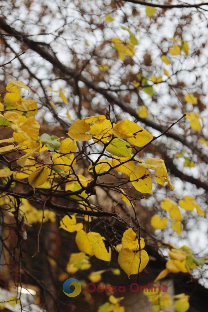 Пізня осінь в Одесі огортає дворики листям і дощем (фоторепортаж)