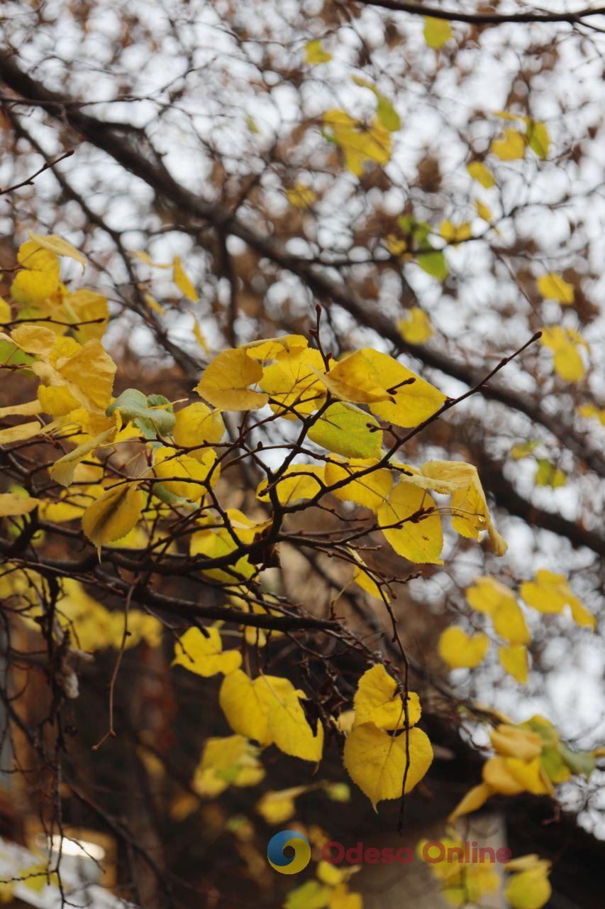 Якою буде погода в Одесі та області 29 листопада