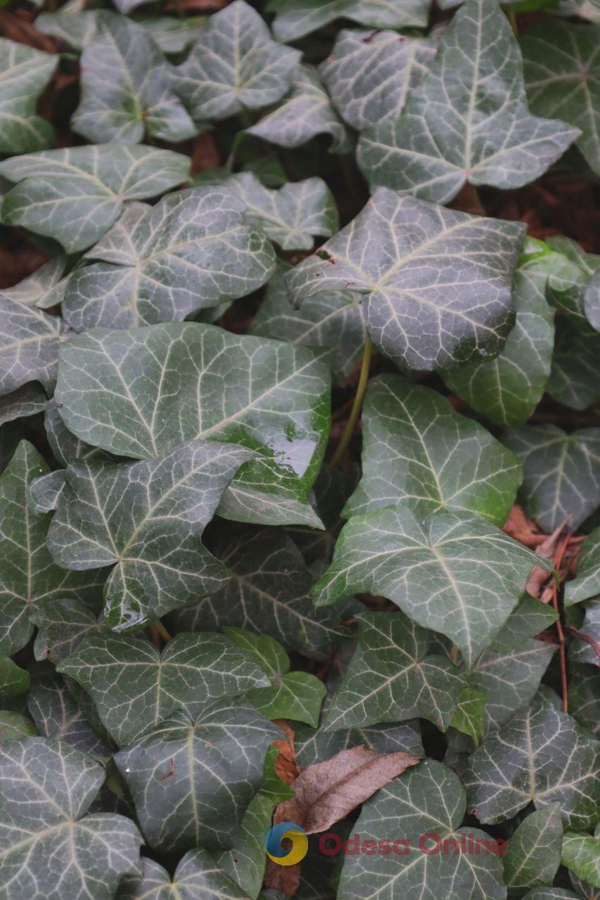 Якою буде погода в Одесі та області 2 грудня