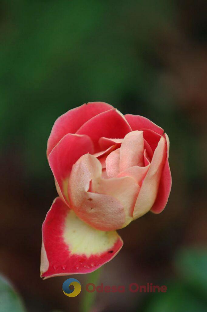 Одеса в деталях: портрет легендарного міста біля моря в останній день листопада