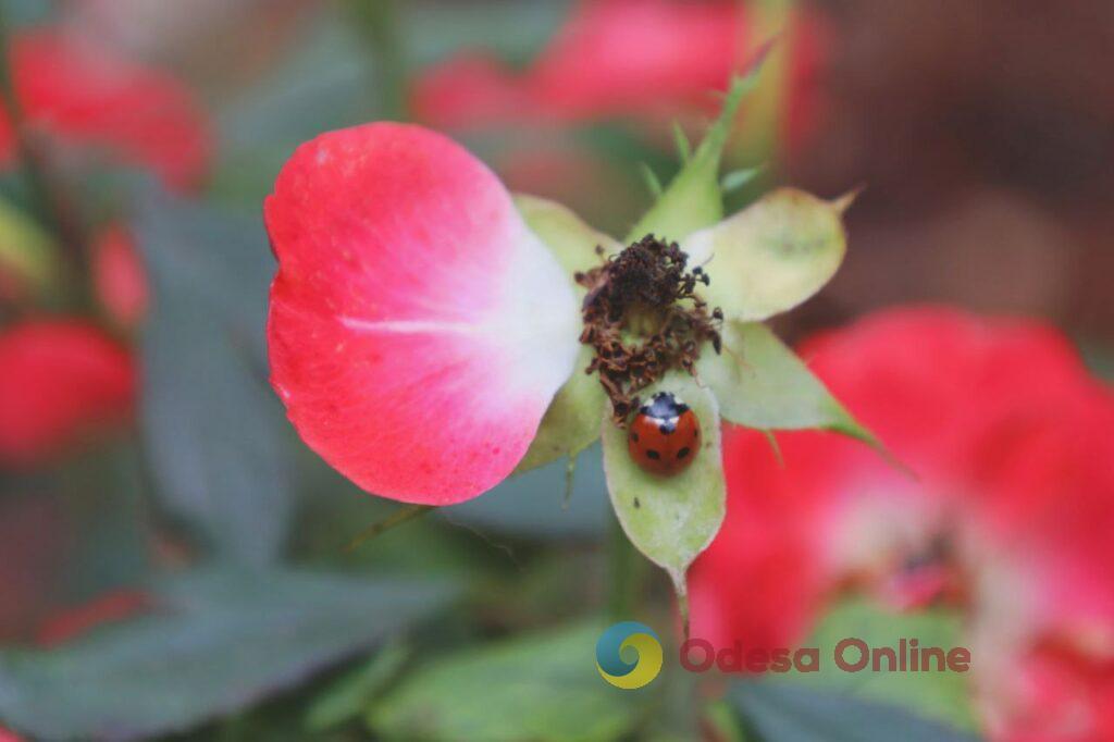 Одеса в деталях: портрет легендарного міста біля моря в останній день листопада