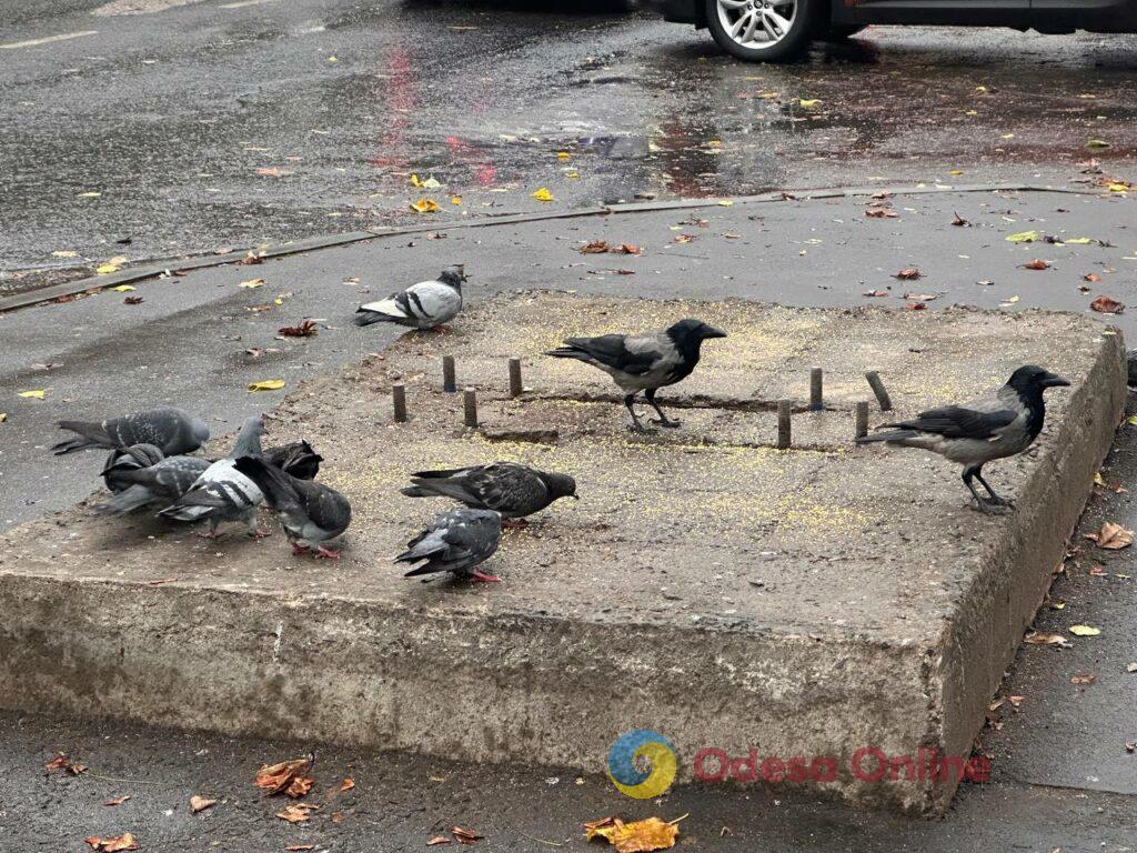 Одесса на пороге зимы: люди и животные в поисках тепла