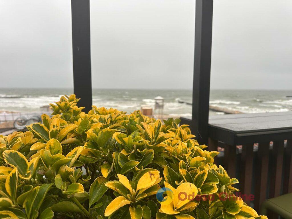 Одесса на пороге зимы: люди и животные в поисках тепла