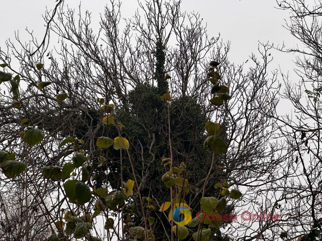 Одесса на пороге зимы: люди и животные в поисках тепла