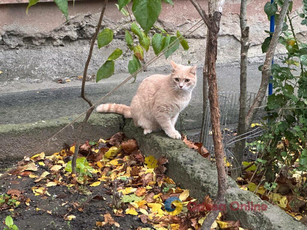 Одесса на пороге зимы: люди и животные в поисках тепла