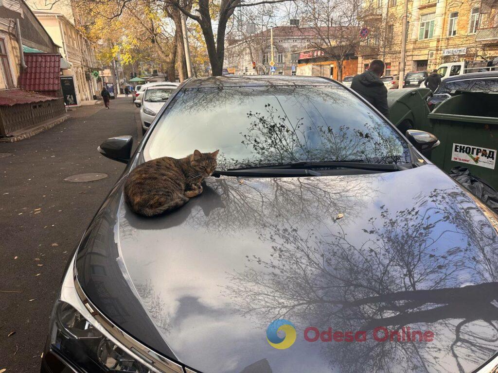 Одесса на пороге зимы: люди и животные в поисках тепла