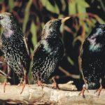 Скворцы массово атакуют виноградники в Одесской области