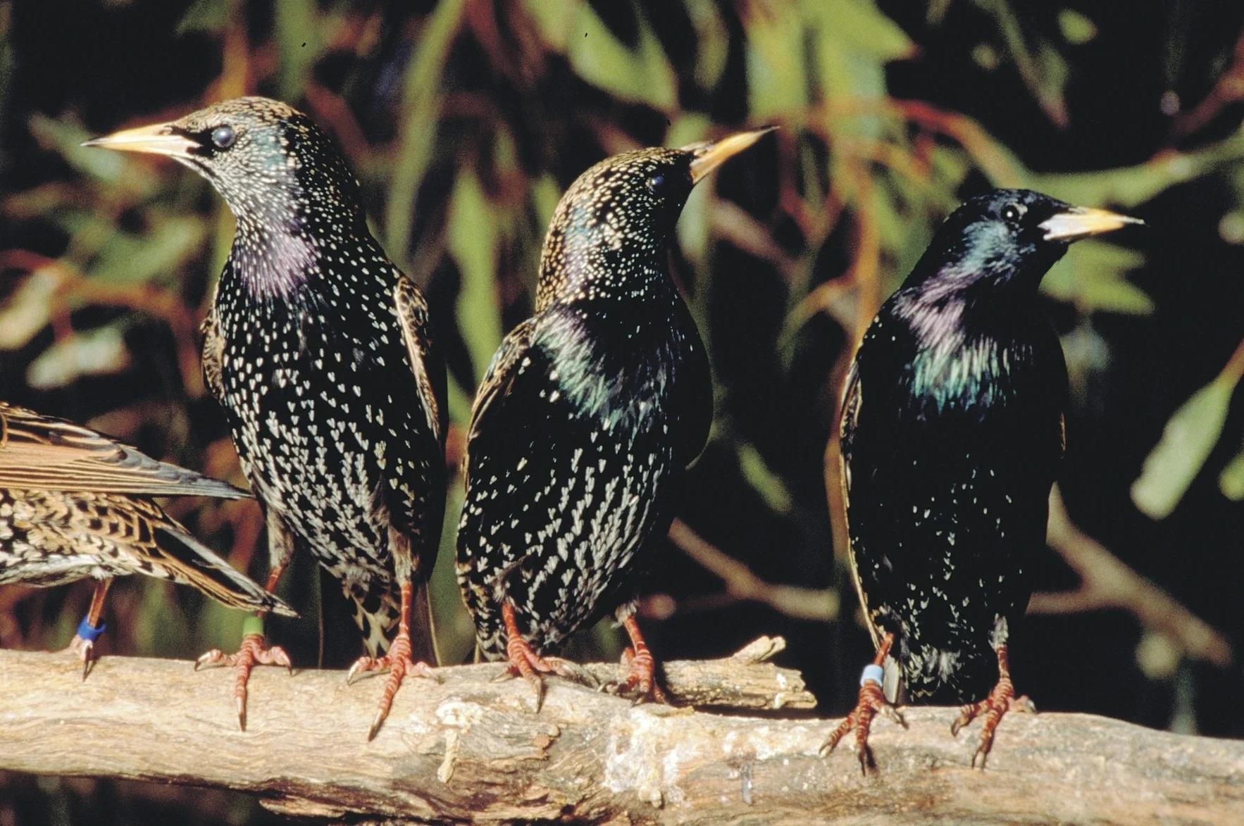 Скворцы массово атакуют виноградники в Одесской области