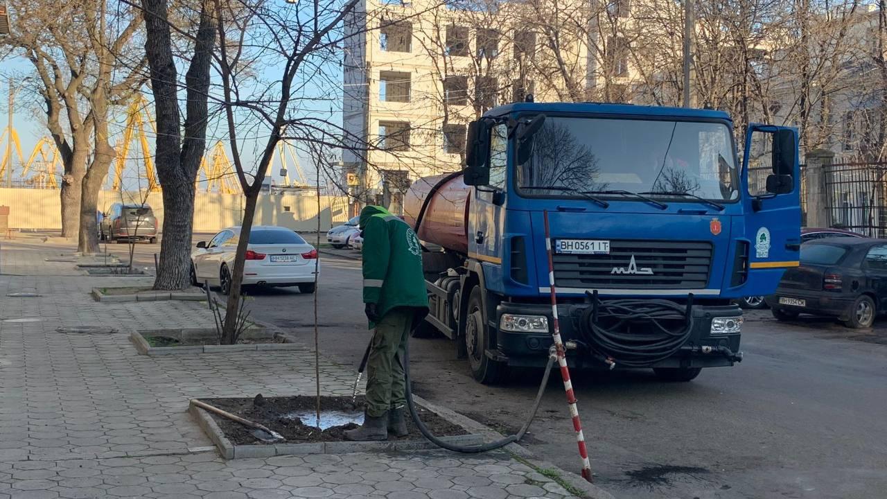 В Одессе на Канатной высаживают деревья В Одессе на Канатной высаживают деревья