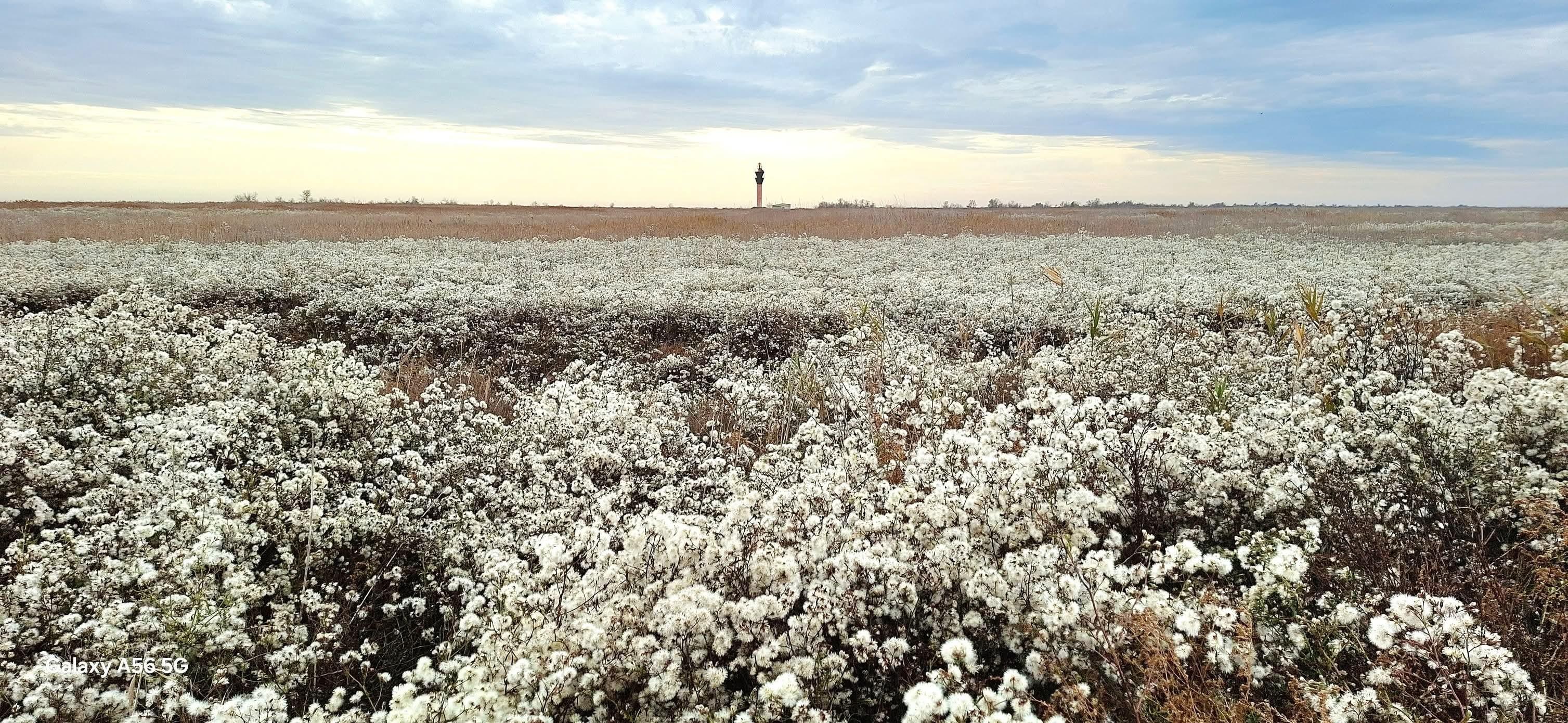 Немов сніг: узбережжя лиманів вкрилося білим пухом на Одещині