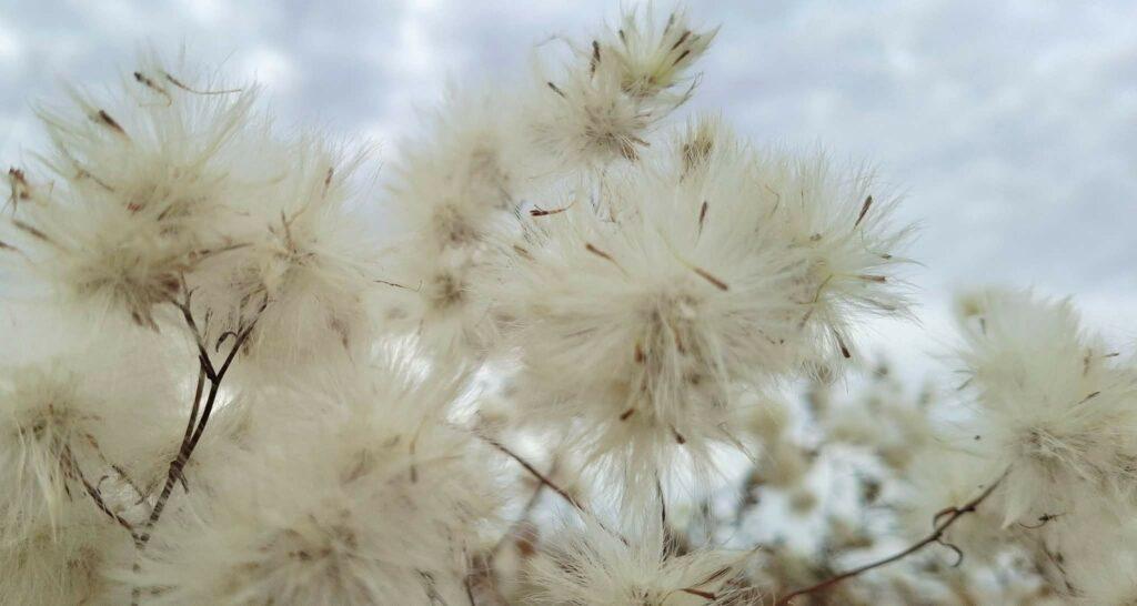 Немов сніг: узбережжя лиманів вкрилося білим пухом на Одещині