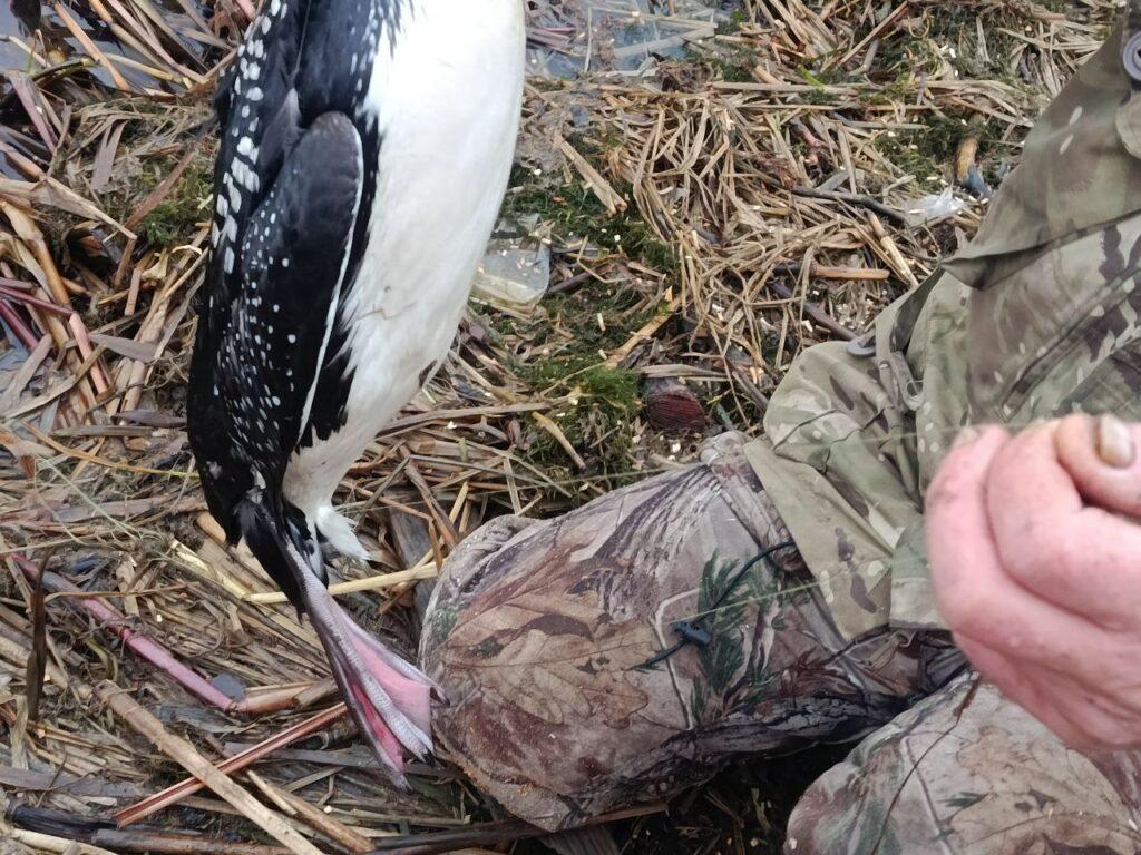 Рятувальна операція на Дністрі: рідкісного птаха знайшли пораненим на Одещині