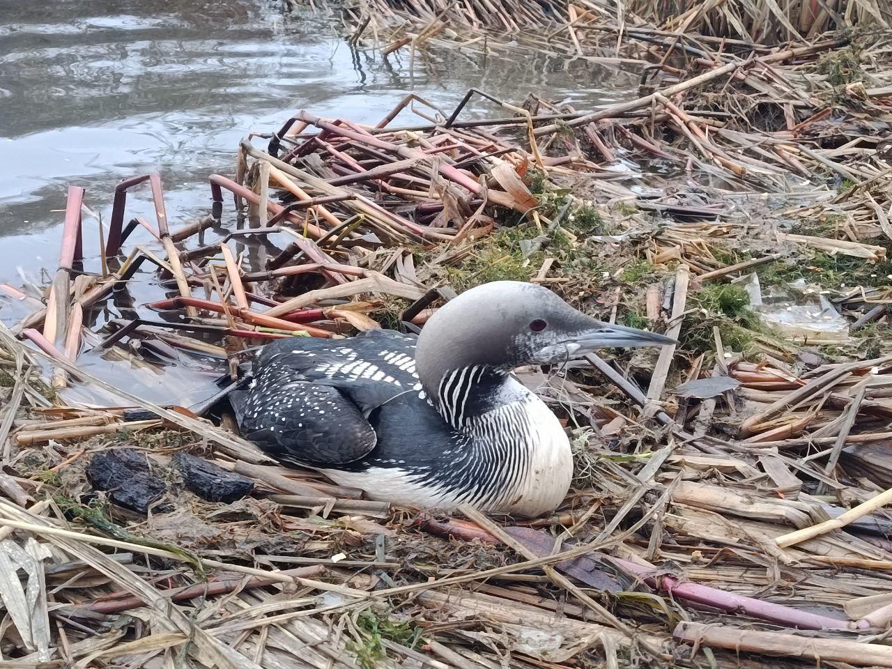 Спасательная операция на Днестре: редкую птицу нашли раненой в Одесской области Спасательная операция на Днестре: редкую птицу нашли раненой в Одесской области