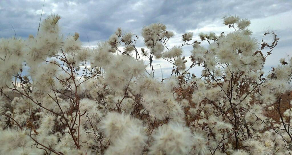 Немов сніг: узбережжя лиманів вкрилося білим пухом на Одещині