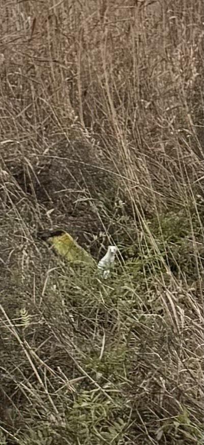 Инстинкт против новой реальности: теплая зима в Одесской области подвергла горностая опасности