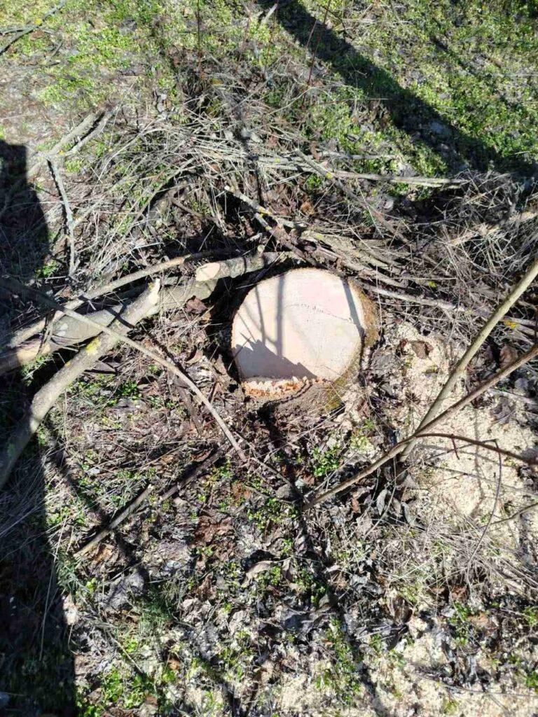 На Одещині виявили незаконну порубку лісу на майже 60 тисяч гривень