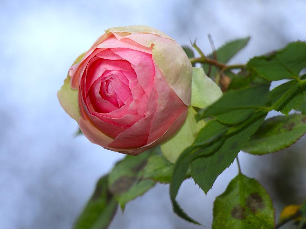 Зимова аномалія: мереживна капуста та яскраві троянди прикрасили Одесу