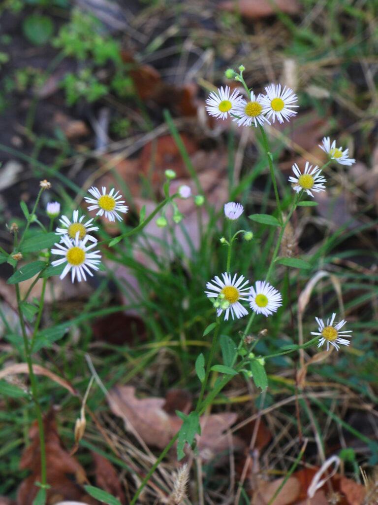 Зимова аномалія: мереживна капуста та яскраві троянди прикрасили Одесу