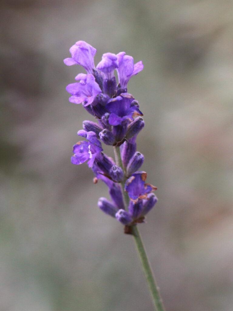 Зимова аномалія: мереживна капуста та яскраві троянди прикрасили Одесу