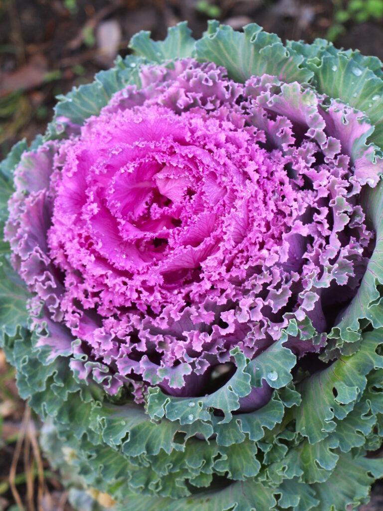 Зимова аномалія: мереживна капуста та яскраві троянди прикрасили Одесу