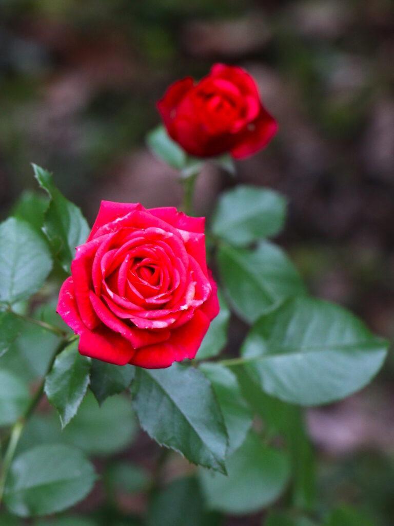 Зимова аномалія: мереживна капуста та яскраві троянди прикрасили Одесу