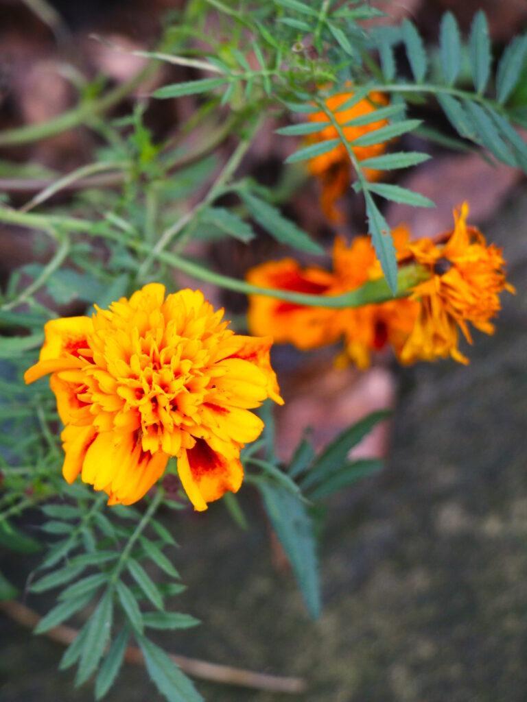 Зимова аномалія: мереживна капуста та яскраві троянди прикрасили Одесу