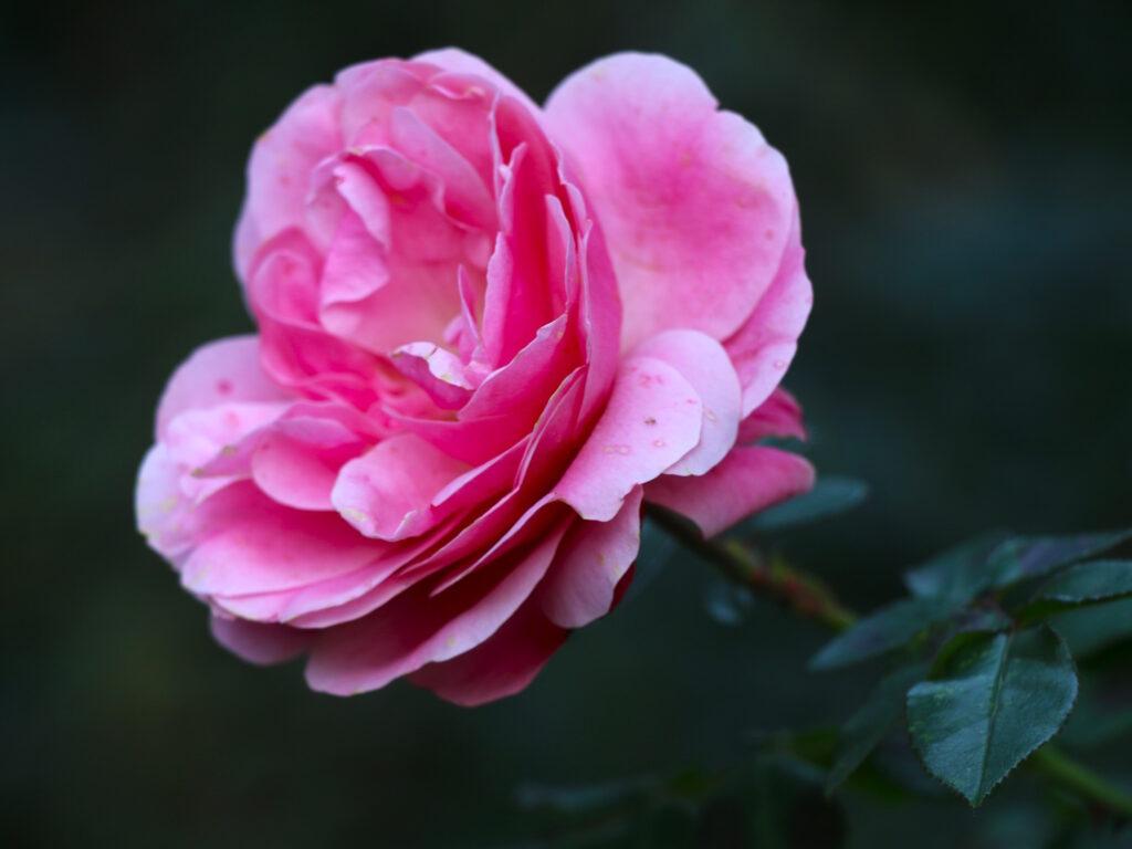 Зимова аномалія: мереживна капуста та яскраві троянди прикрасили Одесу