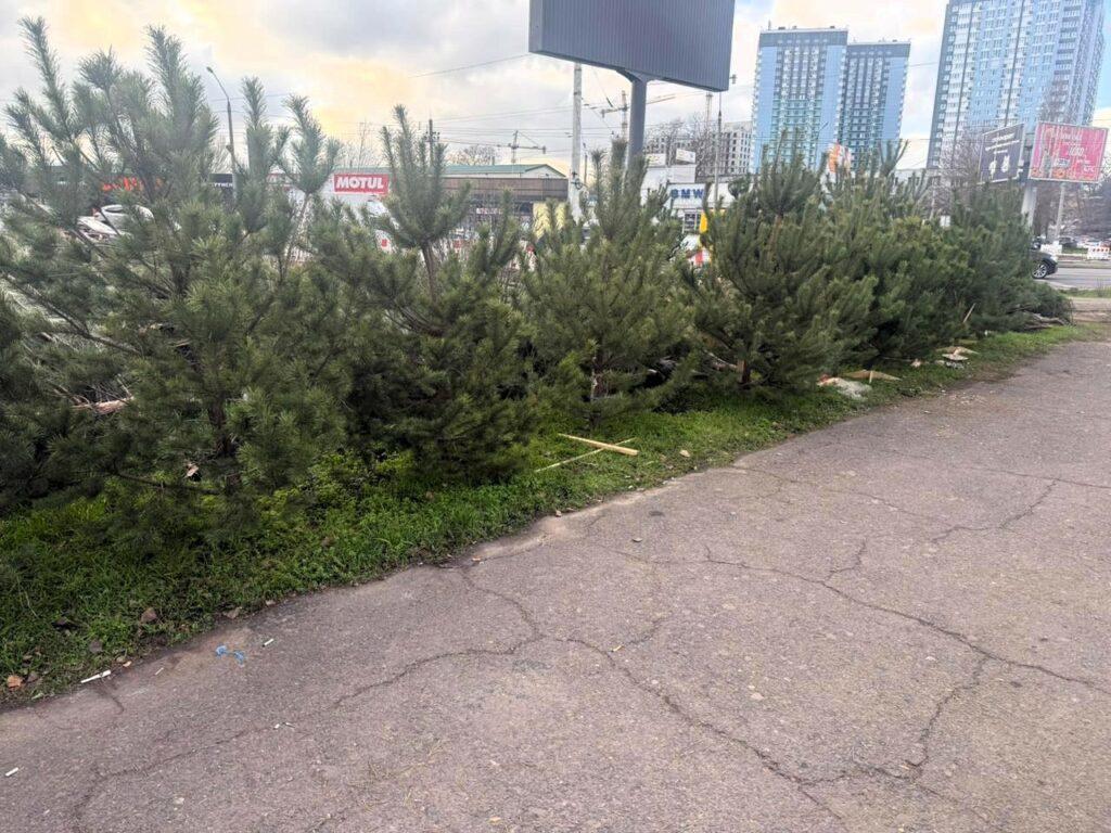 В Одесі виявили нелегальні точки продажу новорічних ялинок