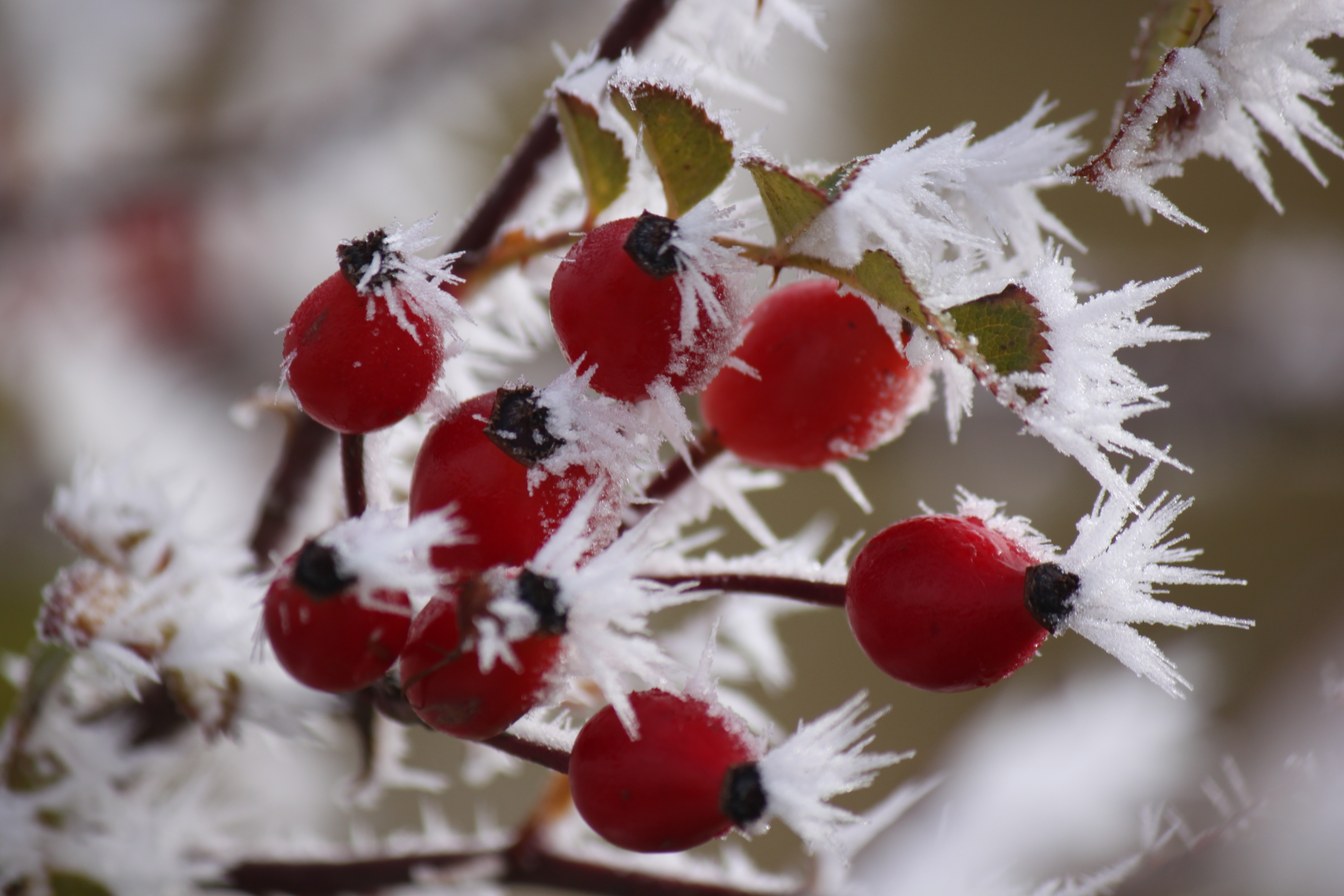 Минусовая температура и ледяной ветер: какой будет погода в Одессе и области 25 декабря