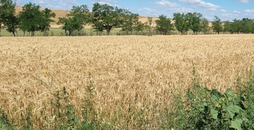 В Болградском районе мужчина самовольно занял землю у реки