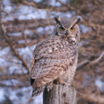 В Одесской области выпустили на волю редких филинов